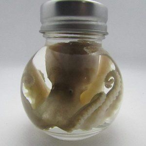 Wet specimen taxidermy octopus